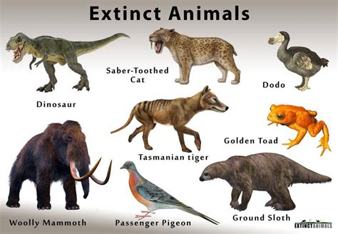 Why Do Animals Become Extinct Letsdiskuss