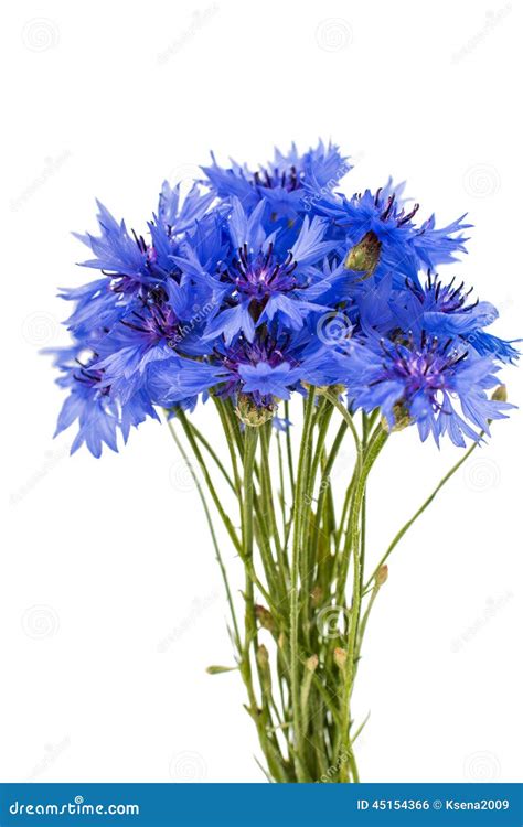Beautiful Blue Cornflower Isolated Stock Photo Image Of Floral