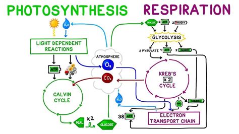 How is energy transferred and transformed in living systems? 14 Actionable Difference between Cellular Respiration and Photosynthesis - Core Differences
