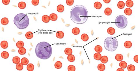 Components Of The Blood · Biology