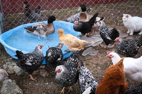 beginner s guide to raising laying hens the prairie homestead