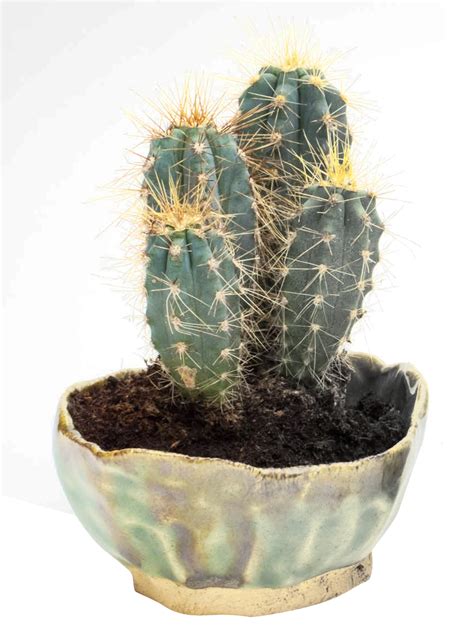 Cactus PNG Transparent Image - PngPix png image