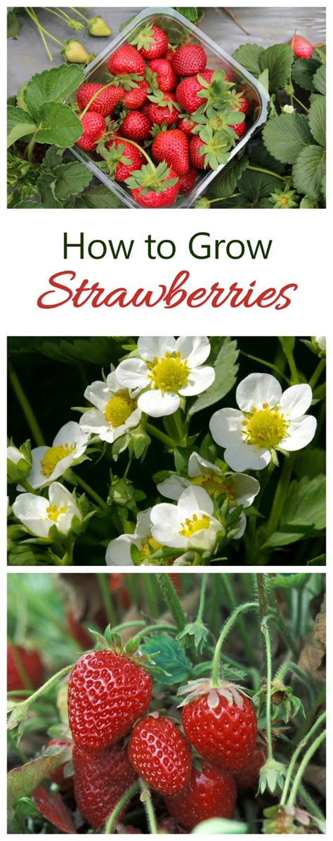 Growing Strawberries Tips And Tricks For Best Success The Gardening Cook