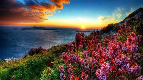 Coastal Flowers At Sunset Hd Wallpaper 604545