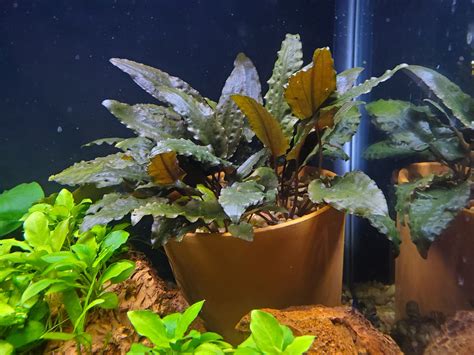 Adding Potted Plants To Your Aquarium Odin Aquatics