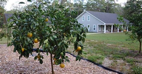 Florida Coal Cracker Chronicles Life Among The Citrus Trees In Florida