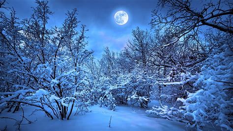 Hd Wallpaper Frost Snowy Night Forest Moon Moonlight Moonlit