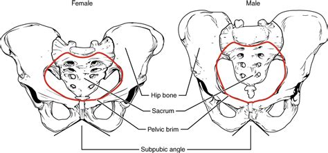 The Pelvic Girdle And Pelvis Anatomical Basis Of Injury