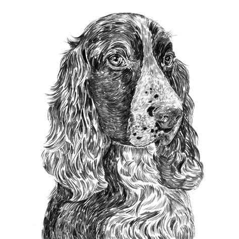Springer Spaniel Print By Ros Shiers