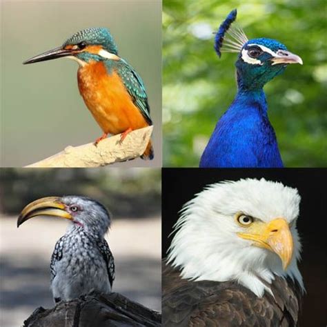 National Bird Of India Travel Photos Bird World