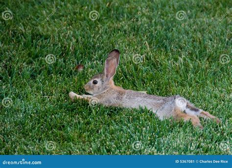 Relaxed Rabbit Stock Image Image Of Relaxing Tired Grass 5367081
