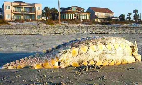 Sea Monster Mysterious Creature Washes Up On South Carolina Shore