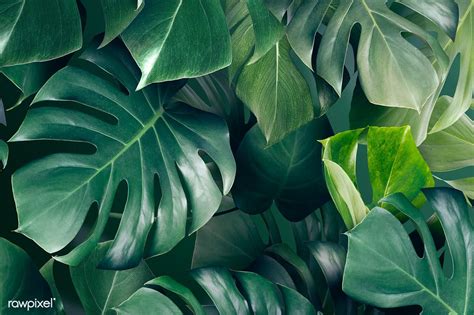 Green Leaf Wallpaper Design