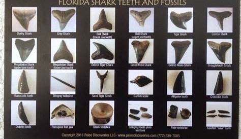 shark tooth identification chart