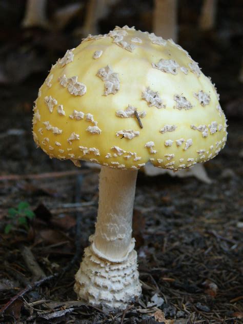 Amanita Muscaria Var Guessowii American Eastern Yellow Fly Agaric