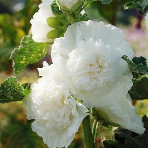 Hollyhock Seeds Chaters Double White Flower Seeds In Packets And Bulk