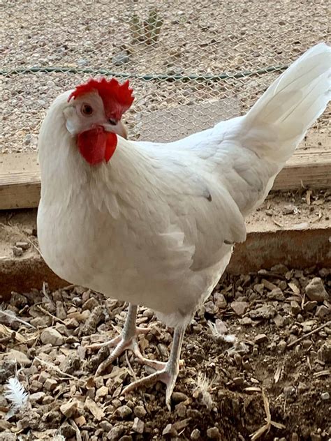 California White Chicken Quiet Superstars Of Backyard Flocks Rural