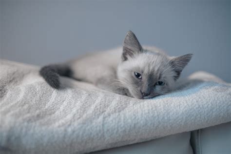 Best Cat Beds Tips To Choose Cat Bed And Reviews And Buyers Guide 2021