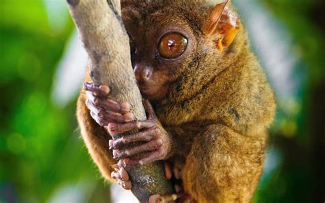 Tarsier Wallpapers Wallpaper Cave