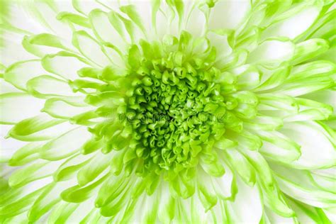 Green Chrysanthemums Stock Image Image Of Green Plant 65963701