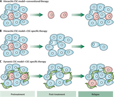 The Developing Cancer Stem Cell Model Clinical Challenges And