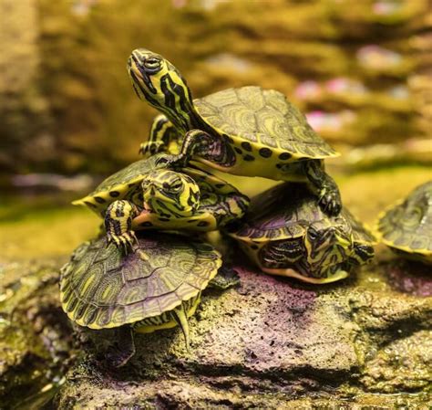 Yellow Bellied Slider Care Diet Size And Tank Setup Everything Reptiles