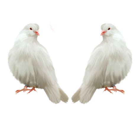 Pigeon Png Transparent Image Download Size 500x411px
