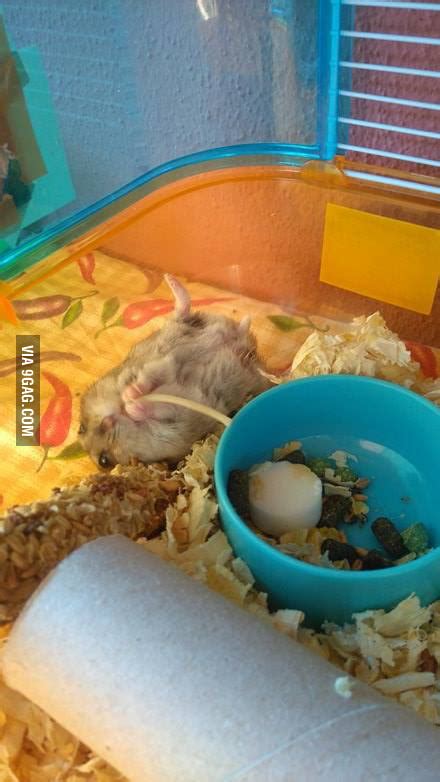 So This Is How My Hamster Eats His Spaghetti 9gag