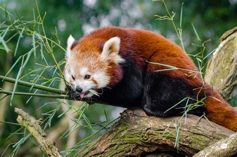 Animal Cute Red Panda Tree Wildlife 4k Wallpaper Coolwallpapersme