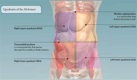 Understanding Abdominal Divisions Anatomy Snippets Complete 41 OFF