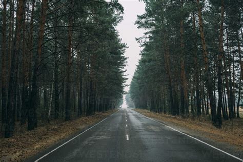 Empty Country Road Through Pine Forest Stock Photo