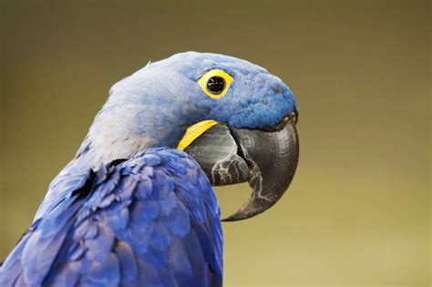 Do Parrots Beaks Grow Back Revealed Parrot Website