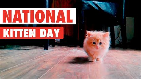Most Adorable Kittens National Kitten Day 2017 Youtube