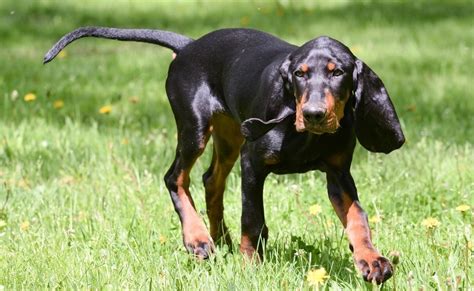 What Breeds Make The Best Hunting Dogs Our Top 10 Picks Wilderness