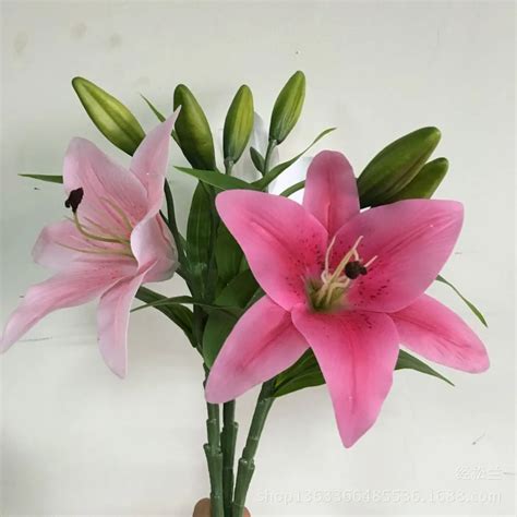 Gambar Bunga Lili Putih Gambar Bagian Tumbuhan