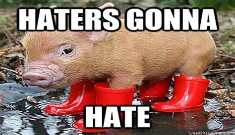 15 Very Funny Pig Memes Funny Pig Pictures Funny Pigs Funny Animals
