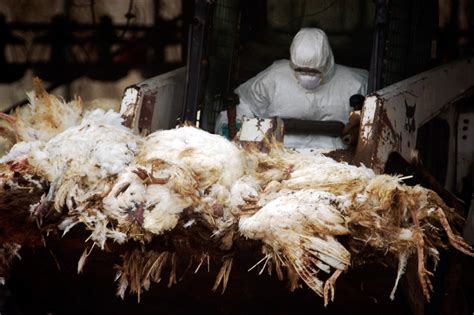 Bird Flu Claims The Lives Of Millions The Honest Patriot