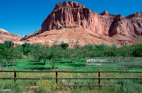 Fruit Tree Orchard At Capitol Reef High Res Stock Photo Getty Images