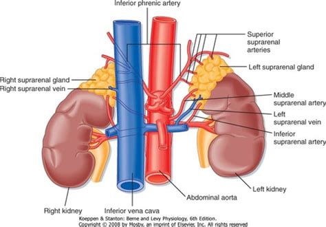 Adrenal Gland Anatomy And Physio Flashcards Quizlet