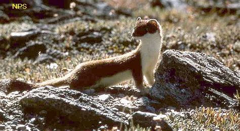 Canadian Wildlife Weasel Stoat Ermine