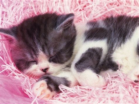 Baby Kitten Wallpapers Wallpaper Cave