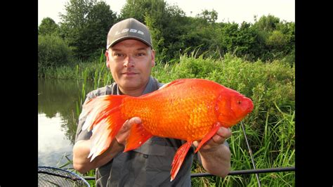 Monster Goldfish Xxl Gold Crucian Carp Gold Edition Guldfisk