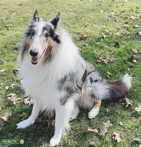 Blue Merle Rough Collie Stud Dog In Ohio The United States Breed