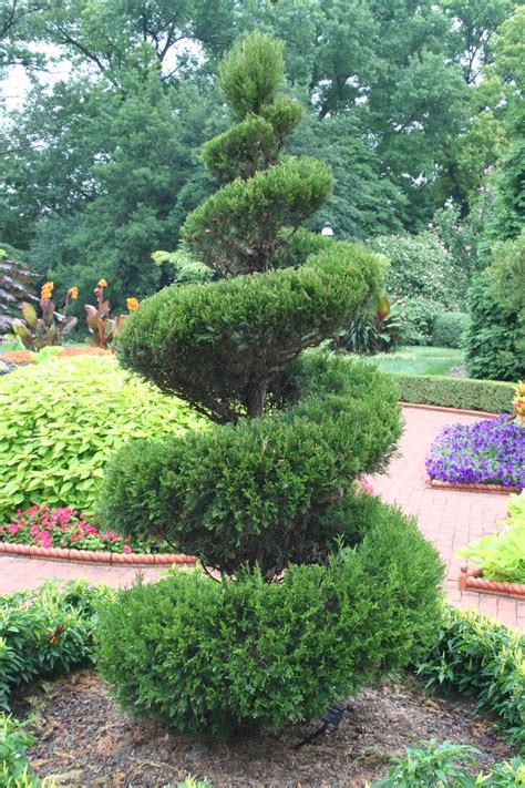 Browse our selection of topiary trees and find the right one for the occasion or person you need it for. spiral juniper | Backyard landscaping, Outdoor topiary ...