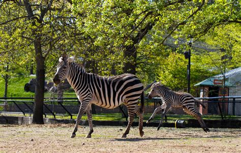 Its A Girl Como Zoo Welcomes Baby Zebra Como Zoo Conservatory
