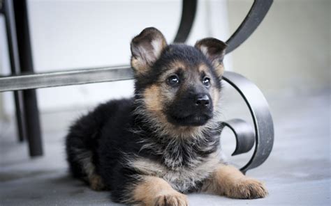 Puppy Wallpapers And Screensavers 42 Images
