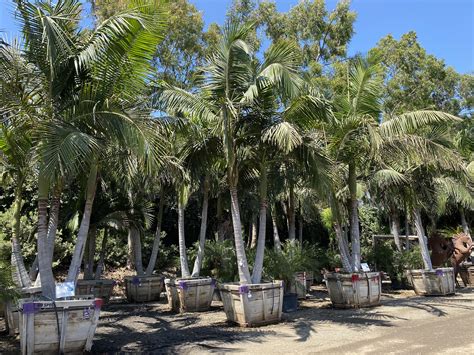 King Palm Valley Nursery Growing Tree Palm Trees
