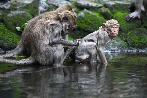 Monkey Bath Japanese Macaque Macaca Fuscata Red Face Portrait In The