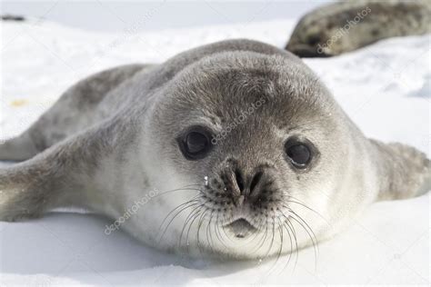 Weddell Seal Pups On The Ice Of The Antarctic Peninsula Stock Photo Tarpan