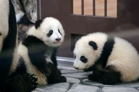 South Korean Zoo Welcomes Giant Panda Twins Law Order